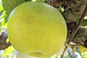 8.&ensp;二十世紀