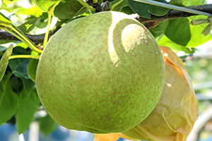 12.&ensp;甘太（かんた）