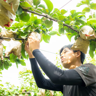 果樹がのびのびと成長できる環境づくりを徹底！