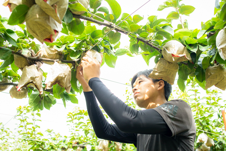 果樹がのびのびと成長できる環境づくりを徹底！
