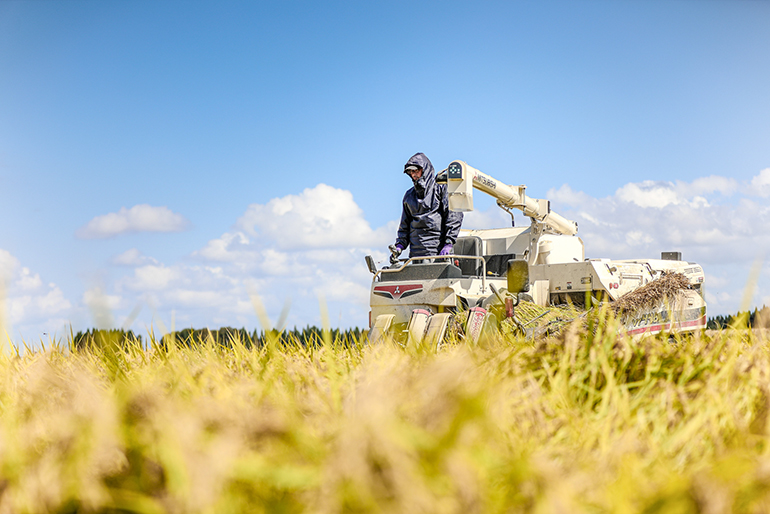 有機質肥料と水の管理がポイント