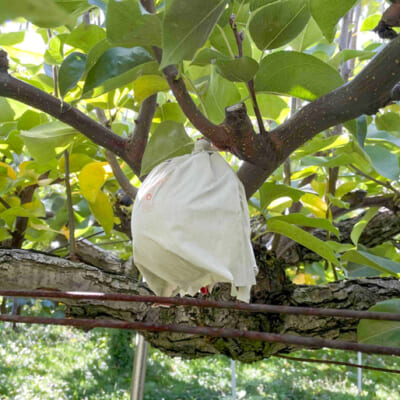 力強い果樹に育てる「攻めの枝管理」