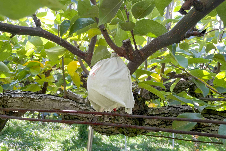 力強い果樹に育てる「攻めの枝管理」