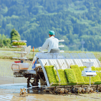 美味しいお米を育む「能生川」の清らかな水
