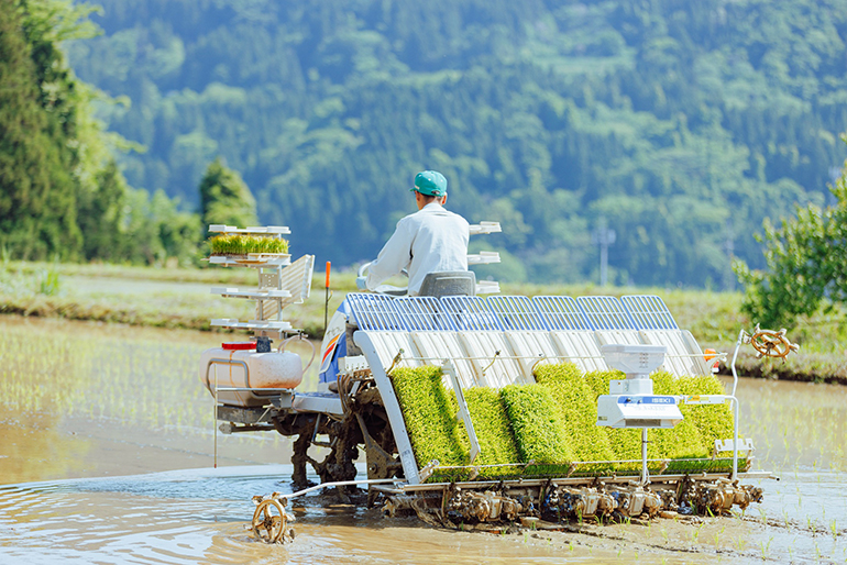 美味しいお米を育む「能生川」の清らかな水