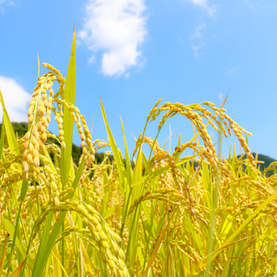 家族に安心して食べてもらえるお米を栽培