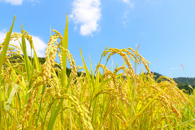家族に安心して食べてもらえるお米を栽培