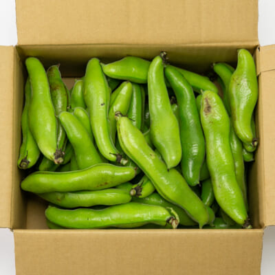【訳あり】新潟県産そら豆 4kg