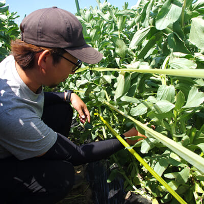 植物本来の力を最大限活かした栽培