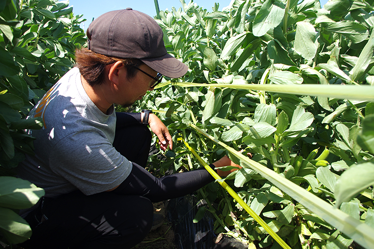 植物本来の力を最大限活かした栽培
