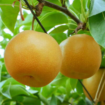 幸水 3kg