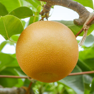 新美月 5kg