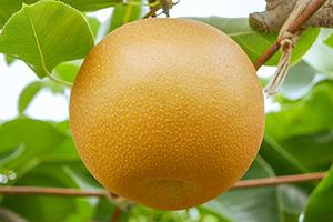 6. 新美月