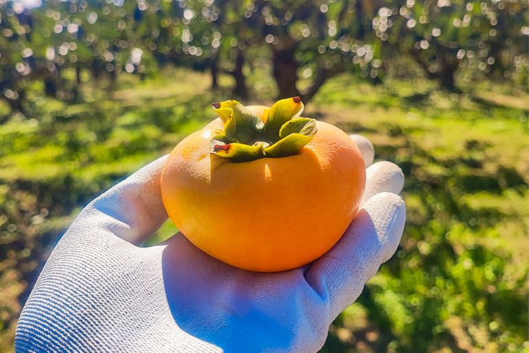 とろける食感と甘みが魅力の「種なし柿」