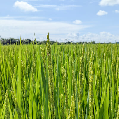 越後平野の一角にある、太陽の光に恵まれた土地