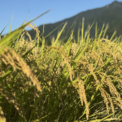 時間と手間を惜しまない、丁寧な栽培