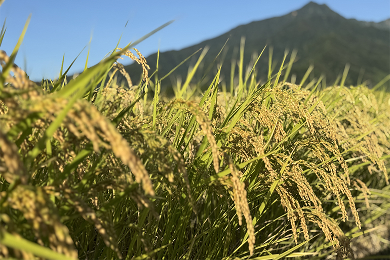 時間と手間を惜しまない、丁寧な栽培