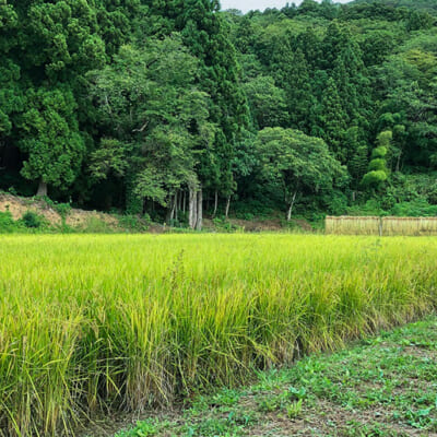 湧き水と寒暖差が育てる棚田のお米