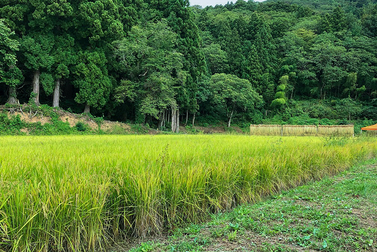 湧き水と寒暖差が育てる棚田のお米