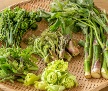 新潟県産 手摘み山菜