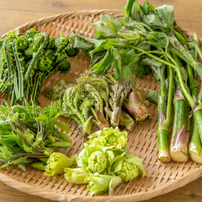 新潟県産 手摘み山菜