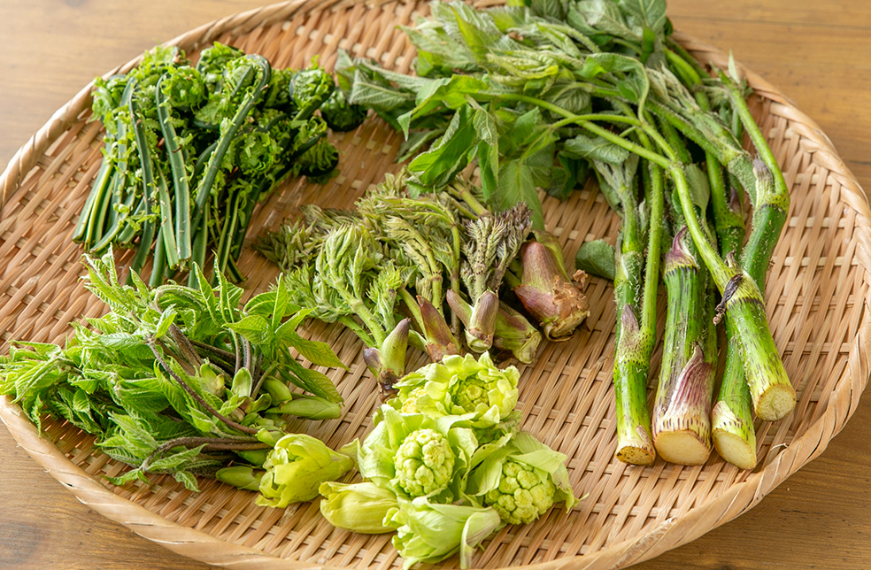 新潟直送計画】新潟県産 手摘み山菜 – くわショップ