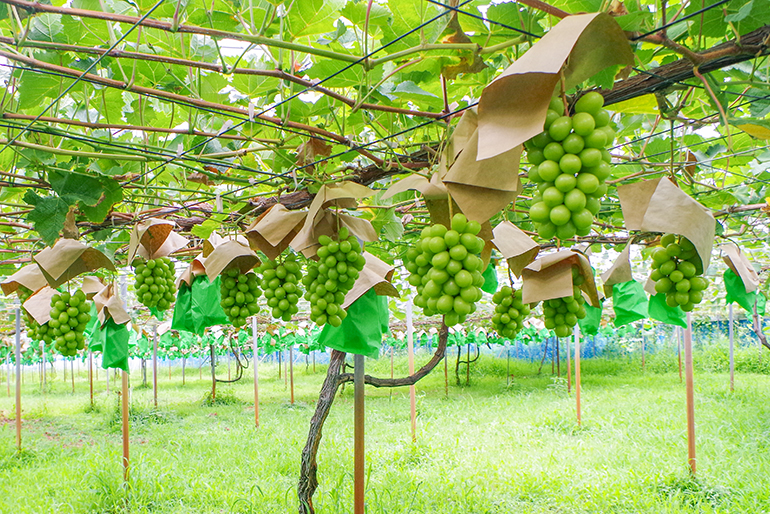 肥沃な土壌と水に恵まれた栽培環境