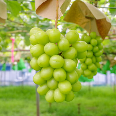 大粒の実に美味しさをぎゅっと凝縮