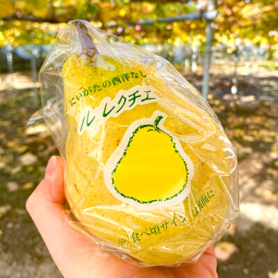 冬に旬を迎える「幻の洋梨」