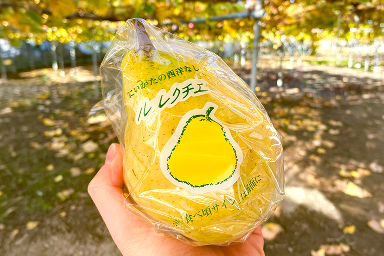 冬に旬を迎える「幻の洋梨」