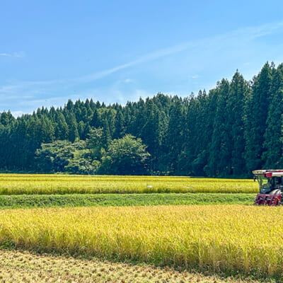 山間部で育てられた岩船米