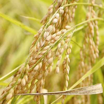 自然の恵みですくすくと。減減農法による特別栽培米