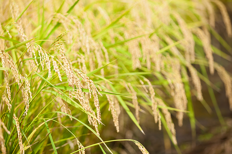 特別栽培米とは