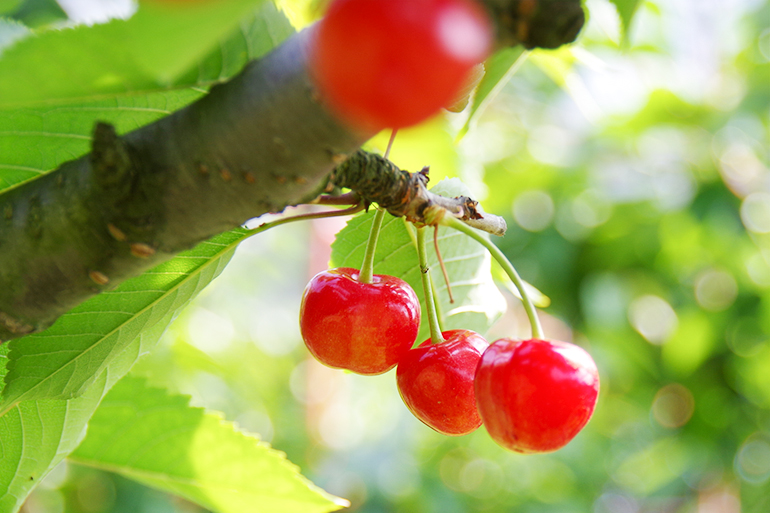 まるで赤い宝石！聖籠町産のさくらんぼ