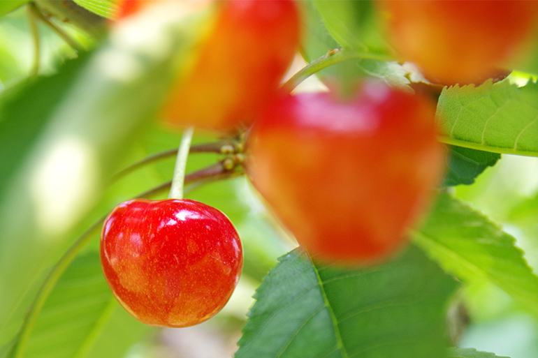 聖籠町の風土が果実の甘みを引き出す