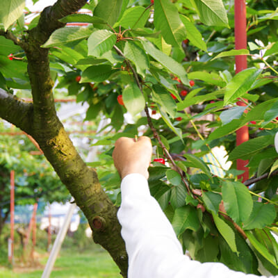 有機質肥料による土作り