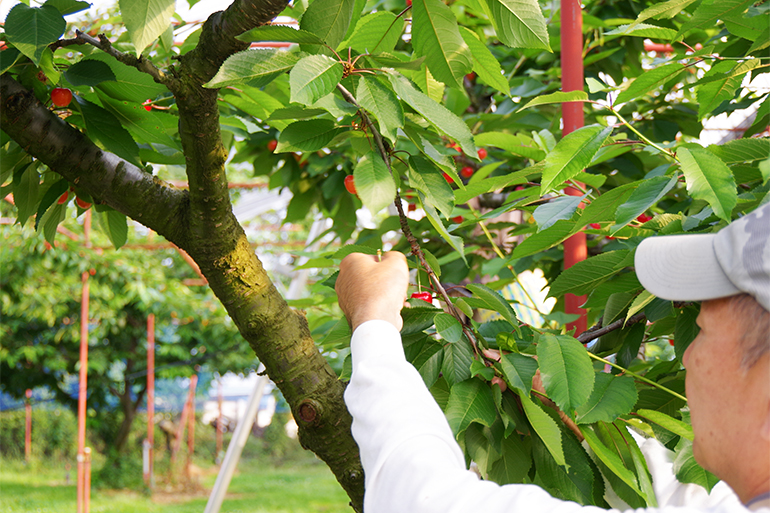 1.&ensp;有機質肥料による土作り