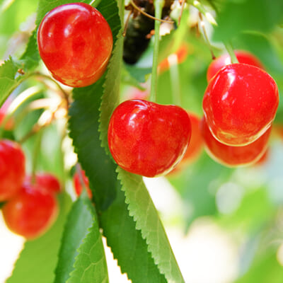 地球環境や生物学的な観点に着目した栽培