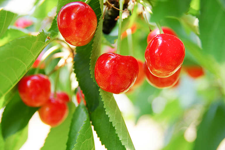 2.&ensp;地球環境や生物学的な観点に着目した栽培
