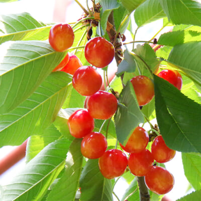 最も甘みがのった早朝に収穫