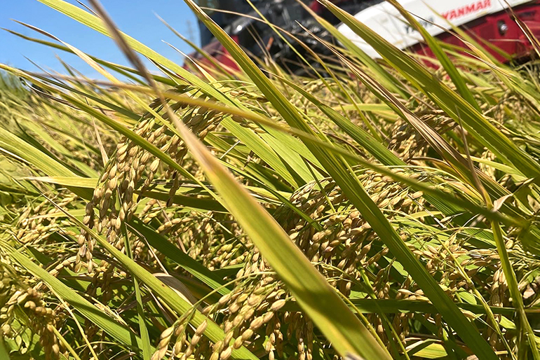 阿賀野川の水と有機質肥料を活用した米づくり