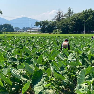 美味しい里芋を育む、肥沃で水はけの良い土壌