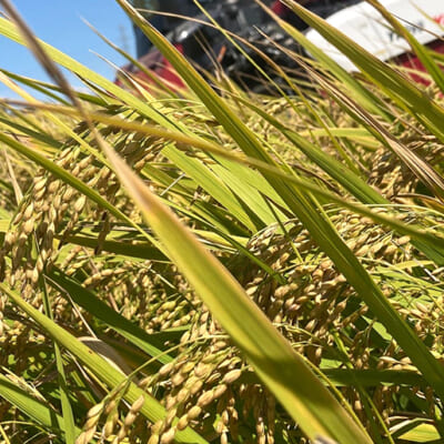 阿賀野川の水と有機質肥料を活用した米づくり