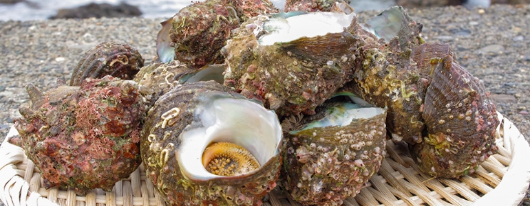 新潟直送計画】貝類の通販 ギフト お取り寄せ