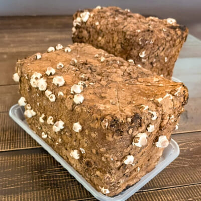 あらかわ生しいたけ 栽培キット 2セット