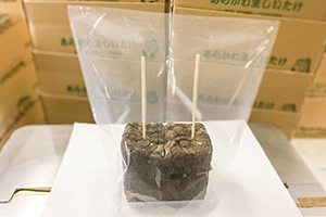 1. 栽培準備
