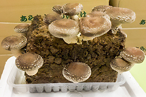3. 収穫
