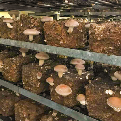 きのこ栽培のプロが手入れをした菌床