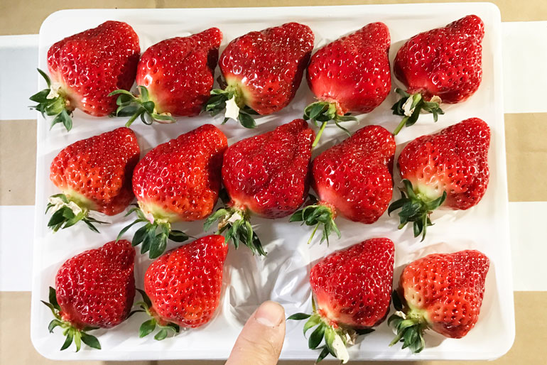 越後姫を大切に包む専用パッケージ「ゆりかーご」でお届け<br />