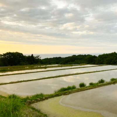 日本海を見下ろす棚田